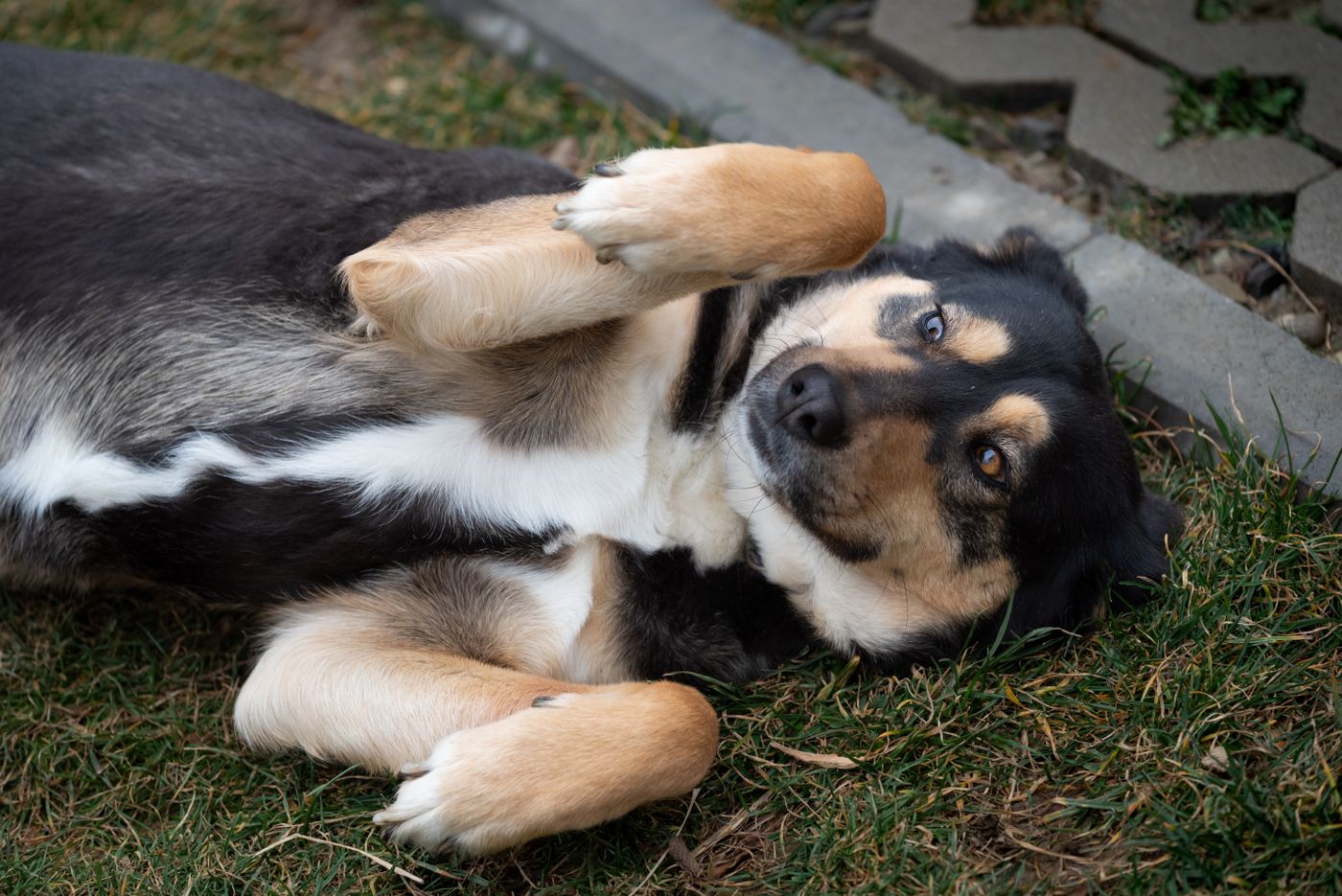 Playful dog relaxing on a green backyard lawn