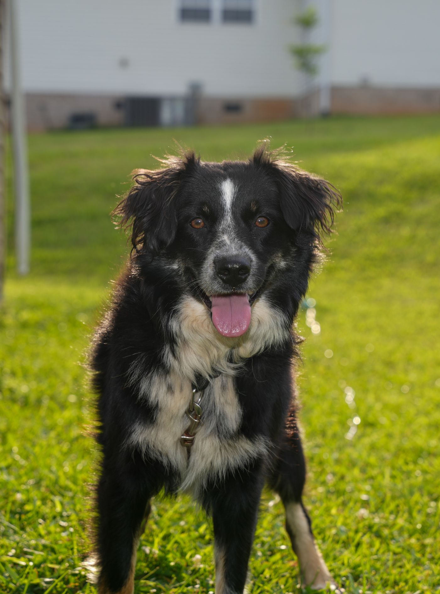 Happy Border Collie standing in a fenced yard